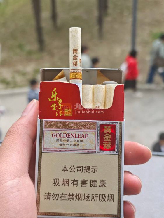 黄金叶(硬乐途)相册